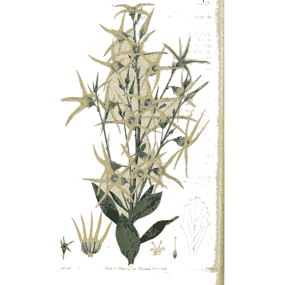 Pale spiky flowers on long stalks - Flora Australasica - 1828