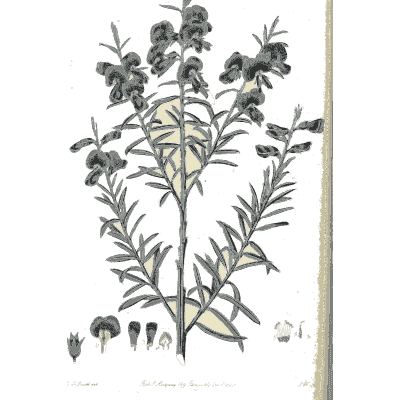 Grey shrub with dark blue pea flowers - Flora Australasica - 1828