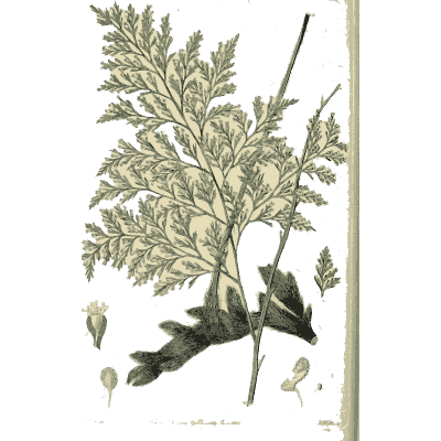 Feathery branch with a seed cone - Flora Australasica - 1828