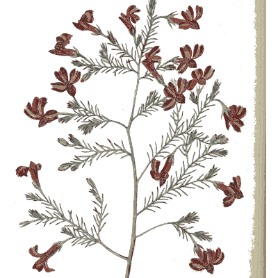 Dark red flowers on a divided branch - Flora Australasica - 1828
