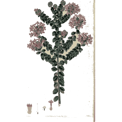 Pink flower clusters on a dark stem - Flora Australasica - 1828