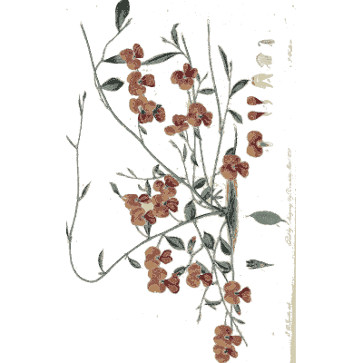Twining orange-red pea flowers - Flora Australasica - 1828