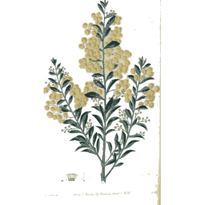 Upright stem massed with yellow flowers - Flora Australasica - 1828