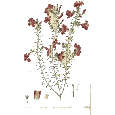 Dark red tubular flowers on a shrub - Flora Australasica - 1828