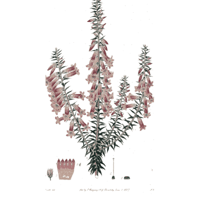Pink tubular flower spikes - Flora Australasica - 1828