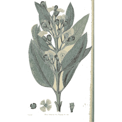 Grey-green leaved plant with pale flowers - Flora Australasica - 1828