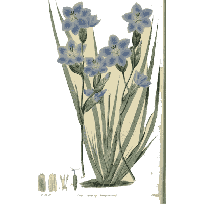 Blue star flowers among strap leaves - Flora Australasica - 1828