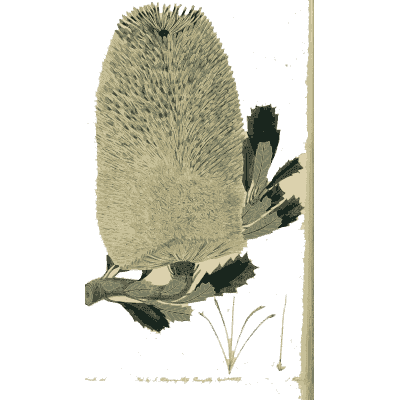 Bristly banksia cone - Flora Australasica - 1828