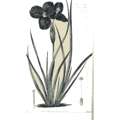 Purple flag iris - Flora Australasica - 1828