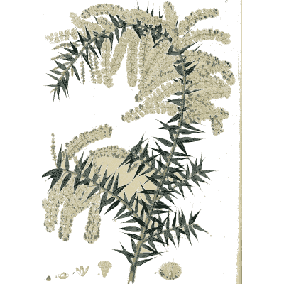 Cream brush flowers on a spiny branch - Flora Australasica - 1828