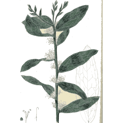 Fluffy white flowers between paired leaves - Flora Australasica - 1828