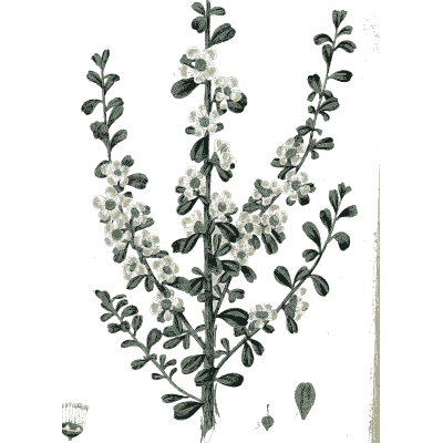 Arching stems of white flowers - Flora Australasica - 1828