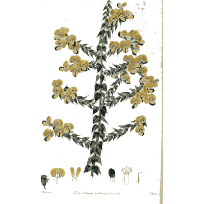 Yellow hooded flowers on a spiky stem - Flora Australasica - 1828