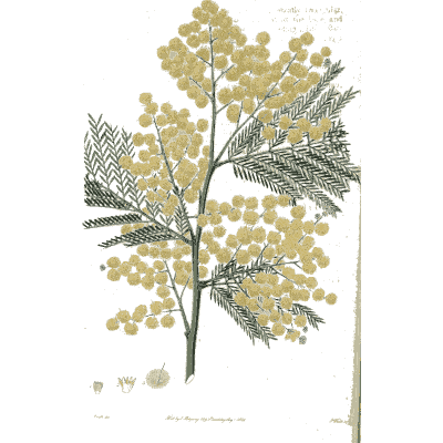 Wattle branch with yellow ball flowers - Flora Australasica - 1828