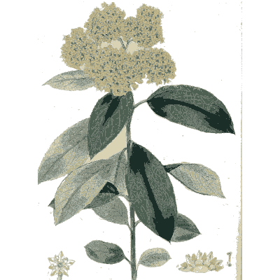 Flat cream flower head on a broad-leaved branch - Flora Australasica - 1828
