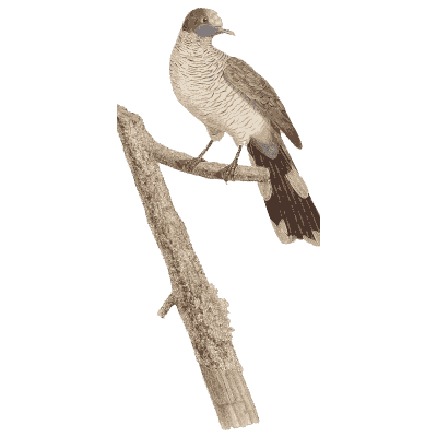 Cream-breasted pigeon on a bare branch - Les Pigeons (first edition) - 1808