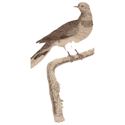 Pink-breasted brown dove - Les Pigeons (first edition) - 1808