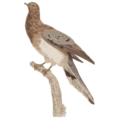 Long-tailed spotted brown dove - Les Pigeons (first edition) - 1808