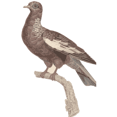 Dark brown pigeon with white belly band - Les Pigeons (first edition) - 1808