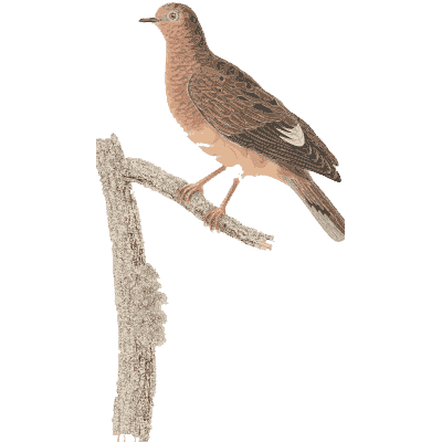 Small pale dove with wing spots - Les Pigeons (first edition) - 1808