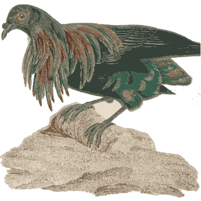 Nicobar pigeon on a rock - Les Pigeons (first edition) - 1808