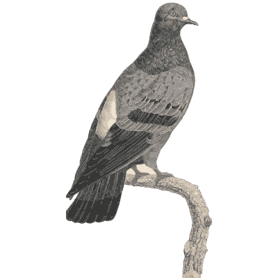 Grey rock pigeon - Les Pigeons (first edition) - 1808