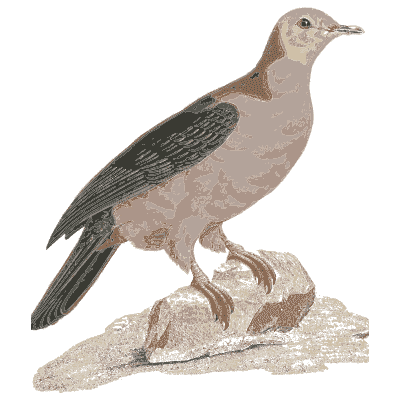 Pale rose pigeon on a rock - Les Pigeons (first edition) - 1808