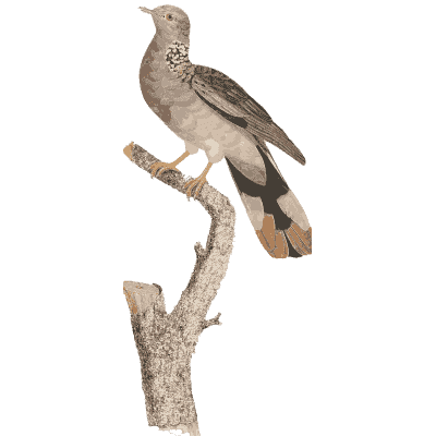 Small brown dove with barred wing - Les Pigeons (first edition) - 1808