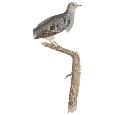 Grey and brown pigeon with barred wing - Les Pigeons (first edition) - 1808