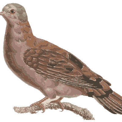 Small brown dove on a thin branch - Les Pigeons (first edition) - 1808