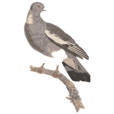 Wood pigeon with white wing bar - Les Pigeons (first edition) - 1808