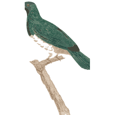 Dark green pigeon with barred breast - Les Pigeons (first edition) - 1808