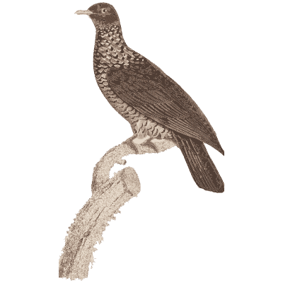 Brown dove freckled with pale spots - Les Pigeons (first edition) - 1808