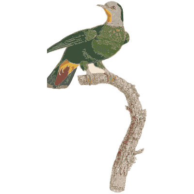 Small green pigeon with cream head - Les Pigeons (first edition) - 1808