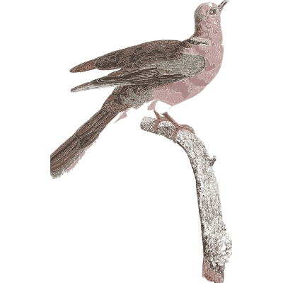 Small grey dove on a bare branch - Les Pigeons (first edition) - 1808