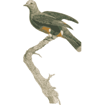 Small dark green pigeon with pale head - Les Pigeons (first edition) - 1808