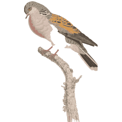 Buff dove with orange wing patch - Les Pigeons (first edition) - 1808