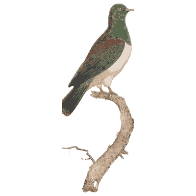 Dark green pigeon with maroon breast - Les Pigeons (first edition) - 1808