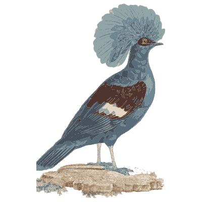 Crowned pigeon with a lace crest - Les Pigeons (first edition) - 1808