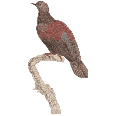 Rufous brown pigeon - Les Pigeons (first edition) - 1808