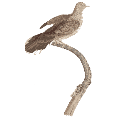 Brown dove on a curved branch - Les Pigeons (first edition) - 1808