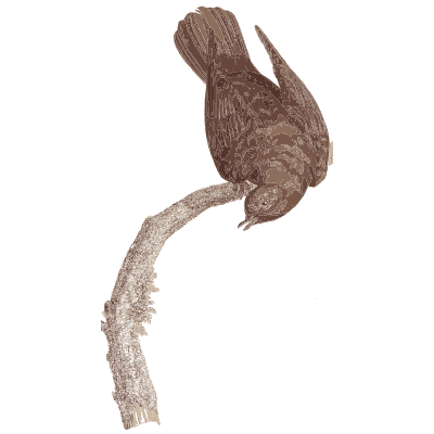 Dark brown pigeon on a long branch - Les Pigeons (first edition) - 1808