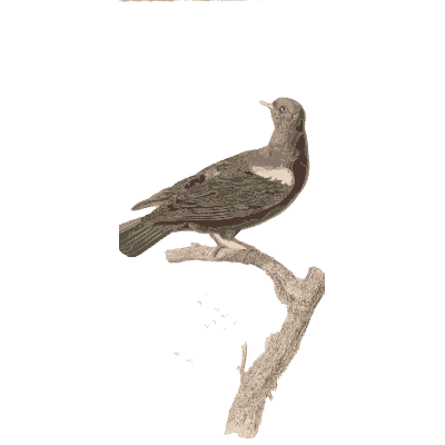 Grey-green dove with dark wings - Les Pigeons (first edition) - 1808