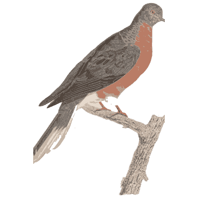 Long-tailed pigeon with pink breast - Les Pigeons (first edition) - 1808