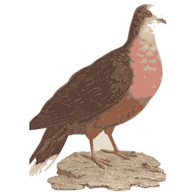 Pink-breasted ground pigeon - Les Pigeons (first edition) - 1808