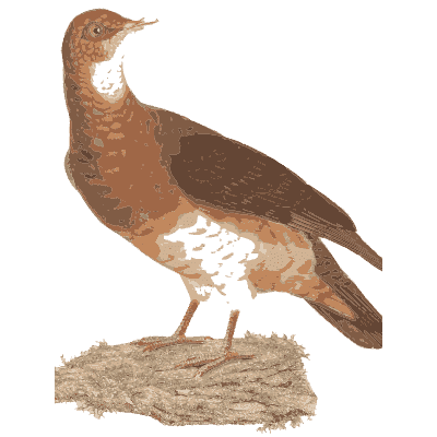 Rufous dove with white belly - Les Pigeons (first edition) - 1808