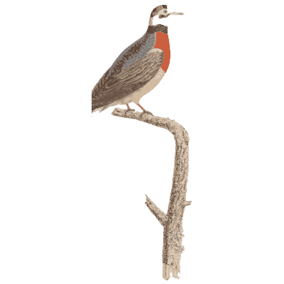 Small dove with red throat patch - Les Pigeons (first edition) - 1808