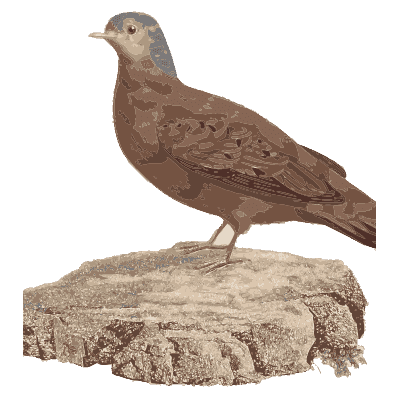 Large brown pigeon on a rock - Les Pigeons (first edition) - 1808