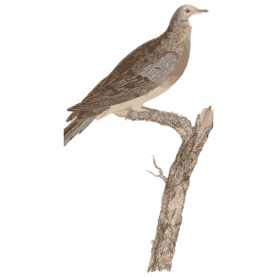 Pale brown long-tailed dove - Les Pigeons (first edition) - 1808