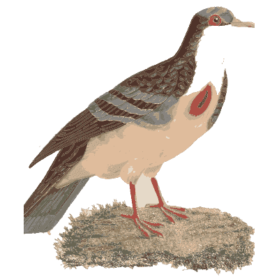 Pink-breasted pigeon with banded wings - Les Pigeons (first edition) - 1808